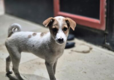 entre-o-medo-e-a-compaixao:-o-dilema-sobre-caes-de-rua-da-suprema-corte-indiana