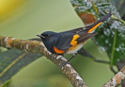 no-dia-mundial-das-aves-migratorias,-o-caribe-se-foca-em-espacos-compartilhados