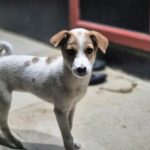 entre-o-medo-e-a-compaixao:-o-dilema-sobre-caes-de-rua-da-suprema-corte-indiana