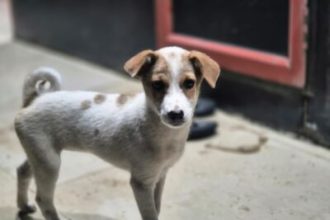 entre-o-medo-e-a-compaixao:-o-dilema-sobre-caes-de-rua-da-suprema-corte-indiana