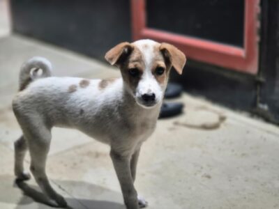 entre-o-medo-e-a-compaixao:-o-dilema-sobre-caes-de-rua-da-suprema-corte-indiana