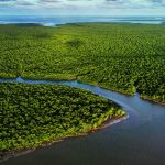 exposicao-no-ccbb-rj-destaca-importancia-e-riqueza-dos-manguezais