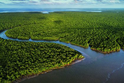 exposicao-no-ccbb-rj-destaca-importancia-e-riqueza-dos-manguezais
