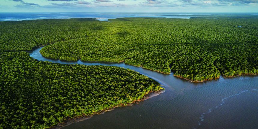 exposicao-no-ccbb-rj-destaca-importancia-e-riqueza-dos-manguezais