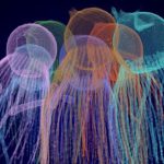 um-organismo-microscopico-revela-pistas-de-como-os-animais-evoluiram