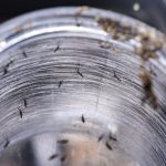 ministerio-da-saude-intensificara-mobilizacao-contra-dengue-no-brasil