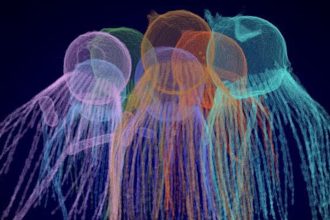 um-organismo-microscopico-revela-pistas-de-como-os-animais-evoluiram