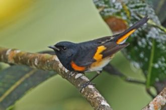 no-dia-mundial-das-aves-migratorias,-o-caribe-se-foca-em-espacos-compartilhados