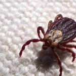 febre-maculosa-causa-mais-duas-mortes-no-interior-de-sao-paulo