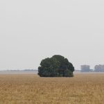 fronteira-cerrado:-o-agronegocio-entre-desenvolvimento-e-destruicao