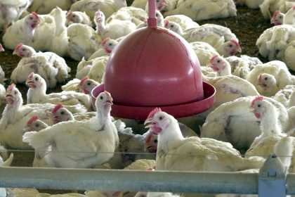 china-suspende-proibicao-de-compra-de-carne-de-frango-do-brasil