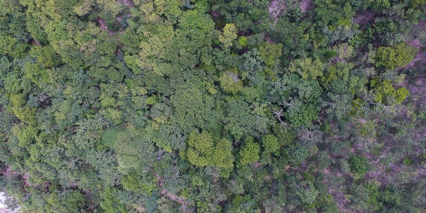 exposicao-digital-mostra-vida-nos-seis-biomas-brasileiros