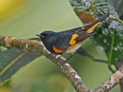 no-dia-mundial-das-aves-migratorias,-o-caribe-se-foca-em-espacos-compartilhados