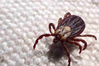 febre-maculosa-causa-mais-duas-mortes-no-interior-de-sao-paulo