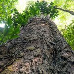 suica-anuncia-doacao-de-r$-33-milhoes-para-fundo-amazonia