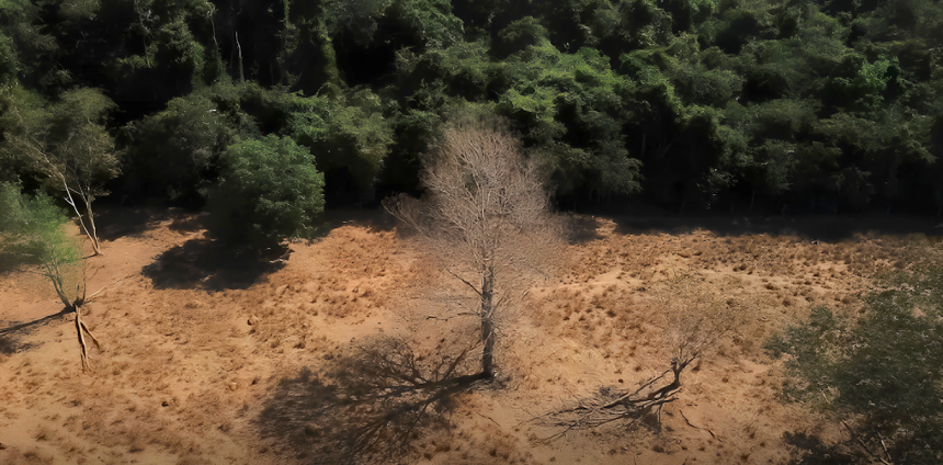 dois-biomas,-um-futuro:-por-que-a-cop-30-precisa-integrar-amazonia-e-cerrado