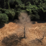 dois-biomas,-um-futuro:-por-que-a-cop-30-precisa-integrar-amazonia-e-cerrado