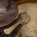 livro-aborda-producao-sustentavel-em-meio-a-mudanca-climatica