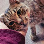 gatos-sao-grandes-comunicadores,-mas-e-preciso-atencao-para-ser-“fluente-em-gato”