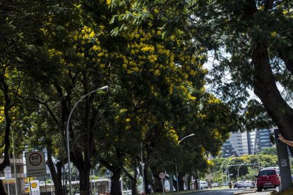 cop30:-brasil-lanca-plano-nacional-para-aumentar-arborizacao-urbana