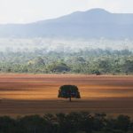 cop30:-governo-cobra-r$-476-milhoes-de-infratores-ambientais 