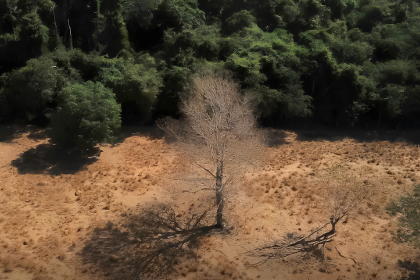 dois-biomas,-um-futuro:-por-que-a-cop-30-precisa-integrar-amazonia-e-cerrado