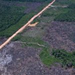 vias-ilegais-perto-da-br-319-avancam-em-areas-protegidas-na-amazonia