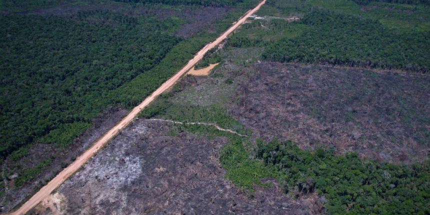 vias-ilegais-perto-da-br-319-avancam-em-areas-protegidas-na-amazonia