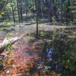 dinossauros-viveram-na-amazonia,-descobrem-pesquisadores-de-roraima