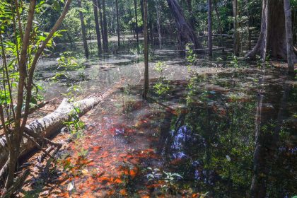 dinossauros-viveram-na-amazonia,-descobrem-pesquisadores-de-roraima