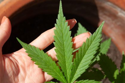 stj-adia-prazo-para-regulamentacao-do-plantio-de-cannabis-medicinal