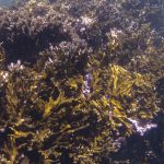 cop30:-coalizao-corais-do-brasil-trabalhara-por-conservacao-de-recifes