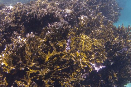 cop30:-coalizao-corais-do-brasil-trabalhara-por-conservacao-de-recifes