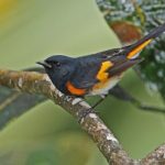 no-dia-mundial-das-aves-migratorias,-o-caribe-se-foca-em-espacos-compartilhados