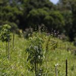 revisao-do-ibge:-mata-atlantica-perde-1%-de-area-e-cerrado-ganha-1,8%