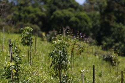 revisao-do-ibge:-mata-atlantica-perde-1%-de-area-e-cerrado-ganha-1,8%