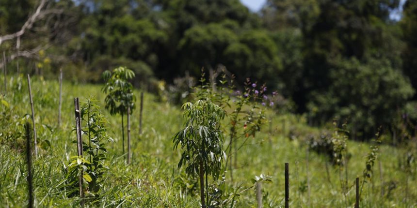 revisao-do-ibge:-mata-atlantica-perde-1%-de-area-e-cerrado-ganha-1,8%
