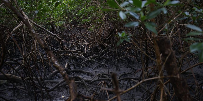 pacto-global-para-proteger-manguezais-tem-adesao-de-46-governos