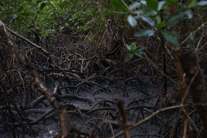 pacto-global-para-proteger-manguezais-tem-adesao-de-46-governos