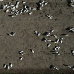 para-alcancar-o-net-zero-ate-2050,-brasil-precisa-usar-a-natureza-como-aliada