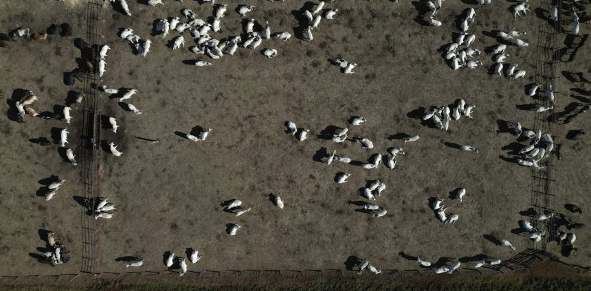 para-alcancar-o-net-zero-ate-2050,-brasil-precisa-usar-a-natureza-como-aliada