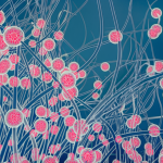 mudancas-ambientais-estao-potencializando-efeitos-negativos-dos-fungos-na-nossa-saude