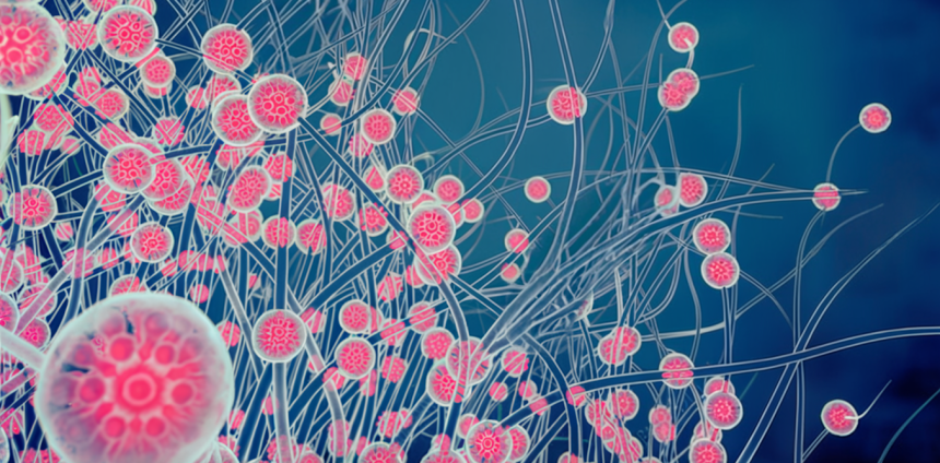 mudancas-ambientais-estao-potencializando-efeitos-negativos-dos-fungos-na-nossa-saude