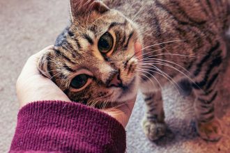 gatos-sao-grandes-comunicadores,-mas-e-preciso-atencao-para-ser-“fluente-em-gato”