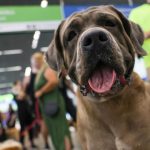 stf-suspende-lei-sobre-transporte-aereo-de-animais-de-apoio-emocional