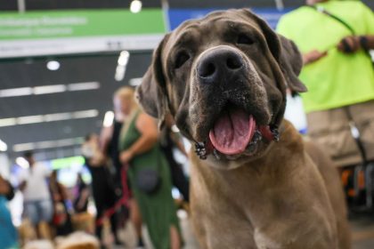 stf-suspende-lei-sobre-transporte-aereo-de-animais-de-apoio-emocional