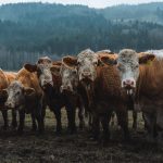 uma-rota-rapida-contra-o-aquecimento-global-que-a-cop-30-nao-pode-ignorar