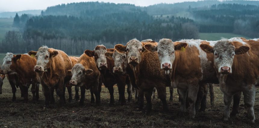 uma-rota-rapida-contra-o-aquecimento-global-que-a-cop-30-nao-pode-ignorar