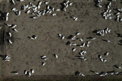 para-alcancar-o-net-zero-ate-2050,-brasil-precisa-usar-a-natureza-como-aliada