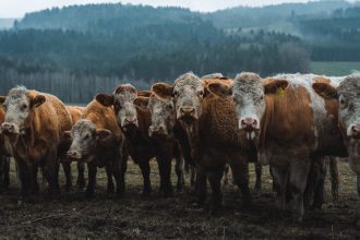 uma-rota-rapida-contra-o-aquecimento-global-que-a-cop-30-nao-pode-ignorar